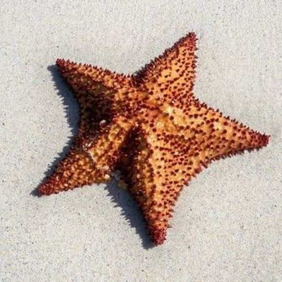 Meet your Posher, Roberta - Picture 1 of 1